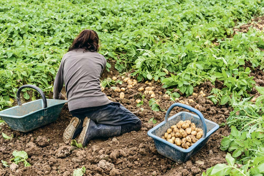 La Primaline Oubli E Des Galim Journal Paysan Breton