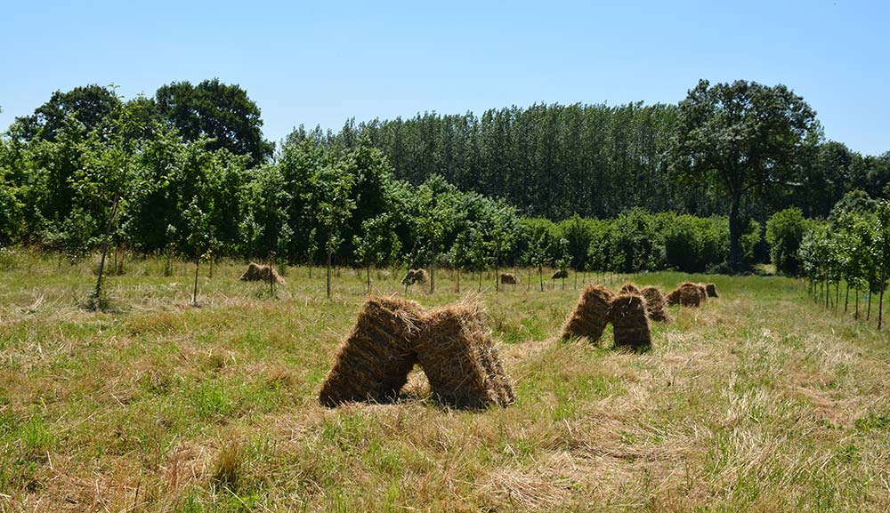 Des Aides Du Département Pour Lagroforesterie Journal Paysan Breton 3656